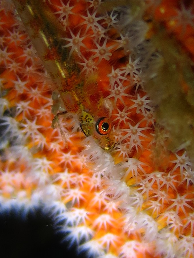 ６／２３　富戸の海ログ　ヨコバマでマクロ！脇の浜でワイド！(*ﾟ▽ﾟ*)