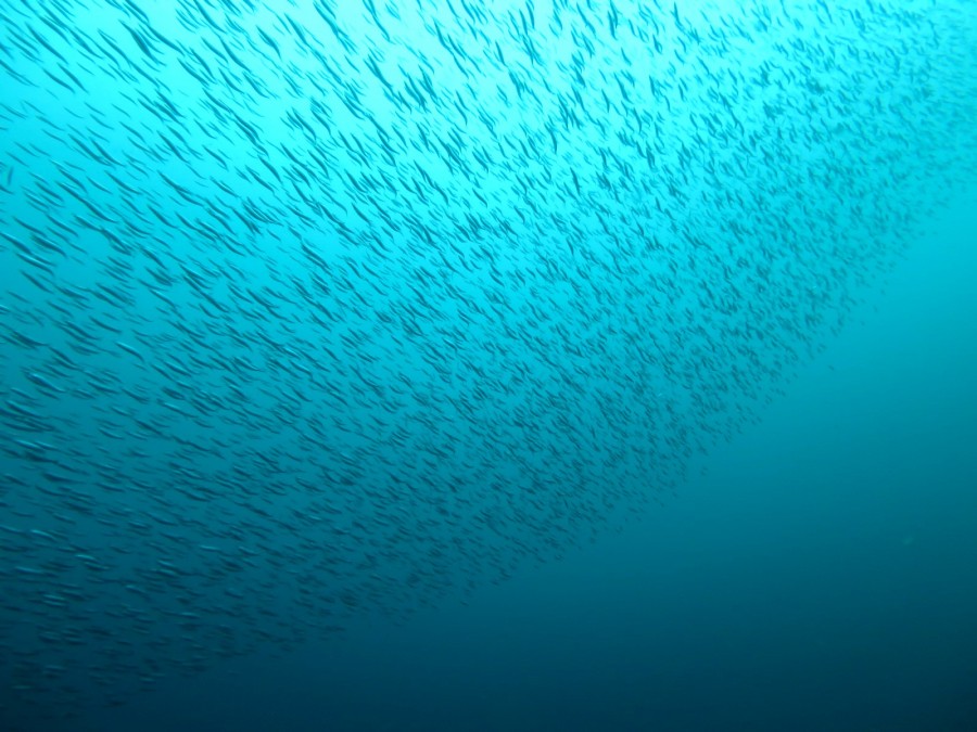 6/27　富戸海ログ　水温上昇中♪♪