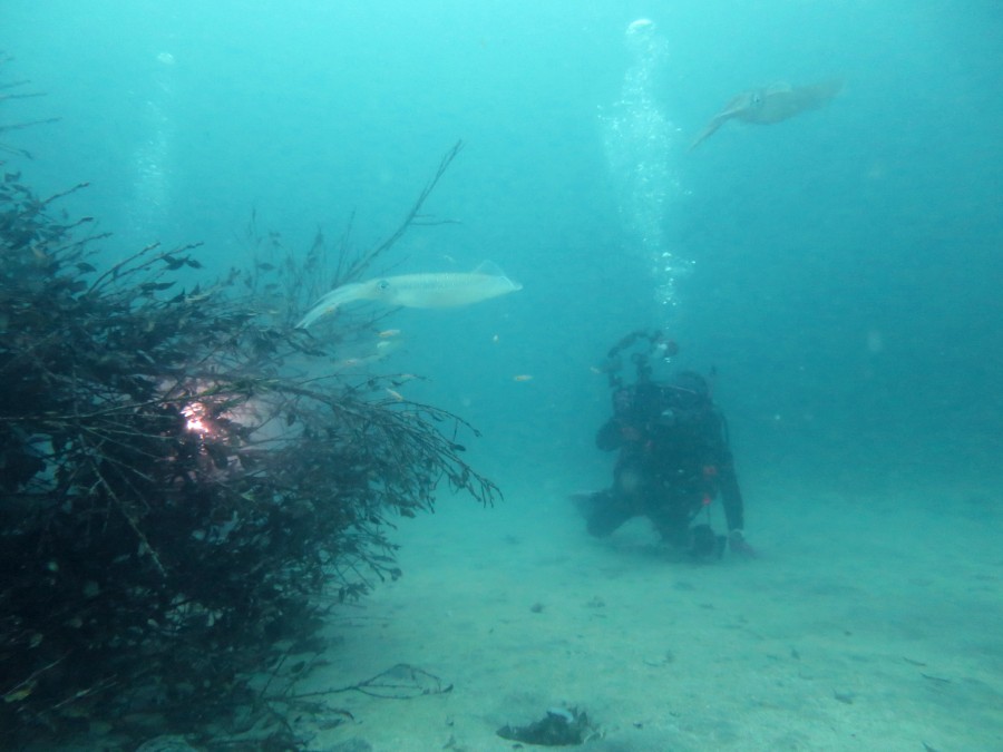 ６／１２　今日の海ログ　今日も見れましたよ♪