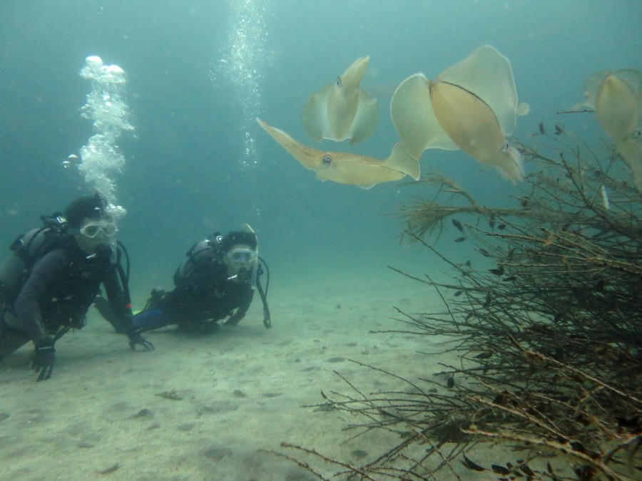 ６／２６　富戸の海ログ　ボートで群れ遊び～～♪