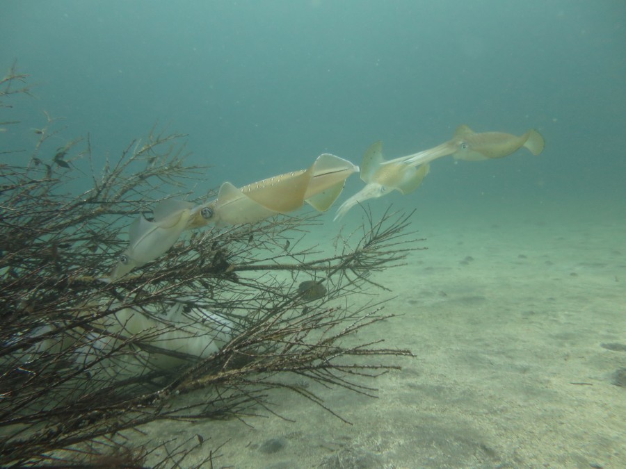６月２８日　今日も神子元島で２ダイブ潜ってきました～！！