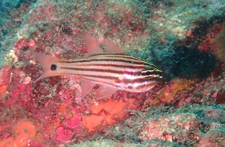 ６／２１　富戸の海ログ　水中はの～んびり(^^)