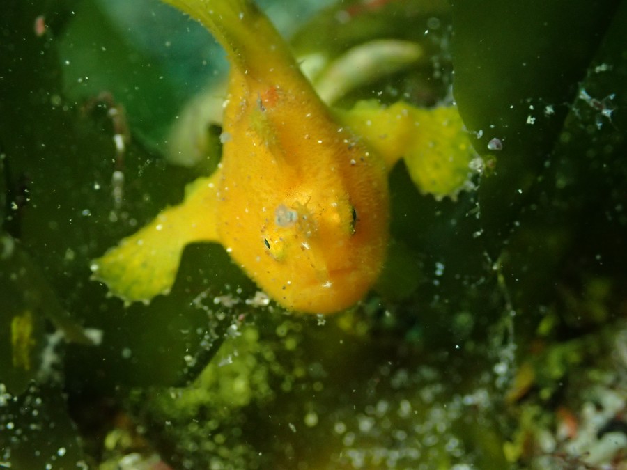 外洋ドリフトダイブに行ってきました～ヽ(´▽｀)/