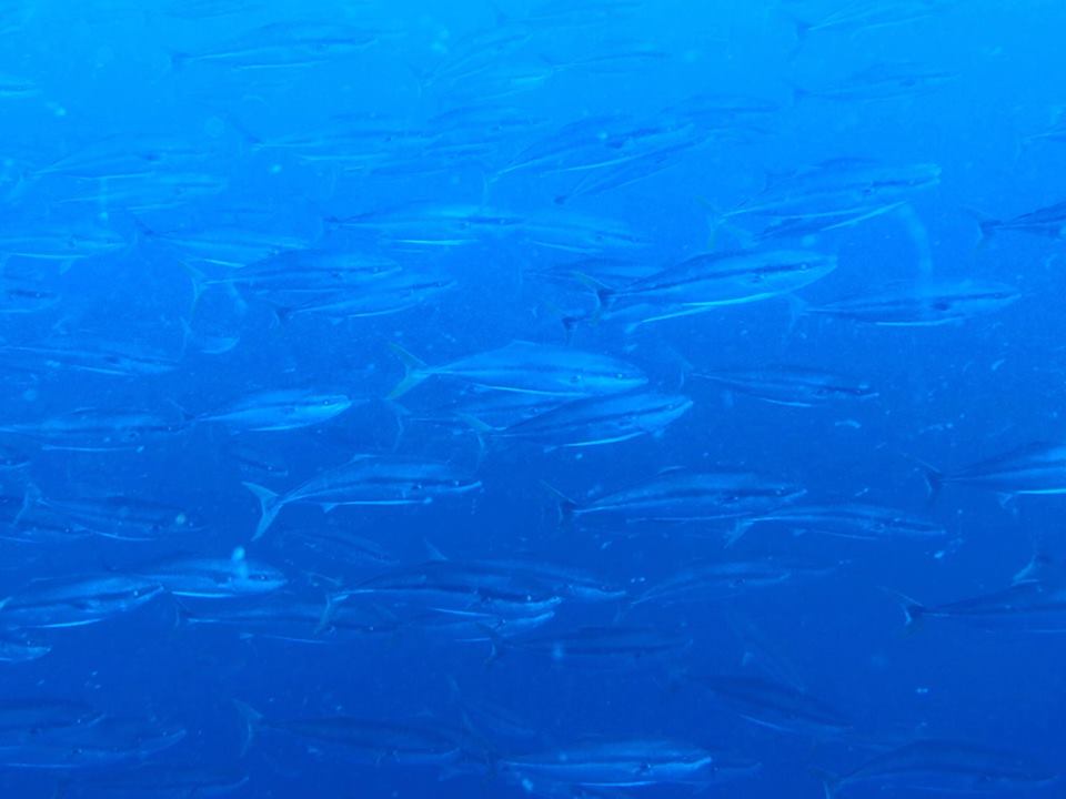 ６/２４　朝から晩まで富戸遊び♪♪