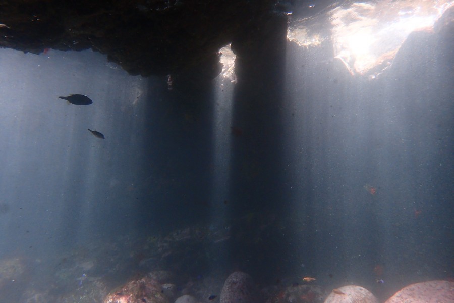 7/13 神子元島ログ ハンマーヘッドシャーク群れGETです!!!