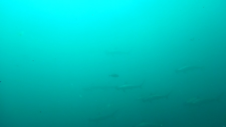 ７／２７　富戸の海ログ　今年も早めにやってきましたヽ(*´∀｀)ノ