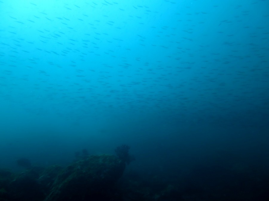 7/9 富戸海ログ　　出会いはいつも突然^^v