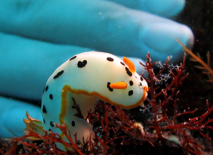 7/9 富戸海ログ　　出会いはいつも突然^^v