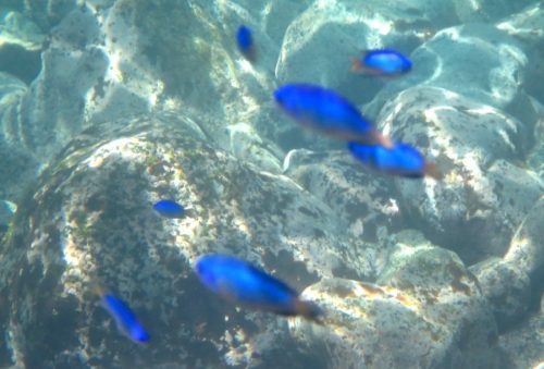 7/13　富戸海ログ　みんなで浅場遊びに♪