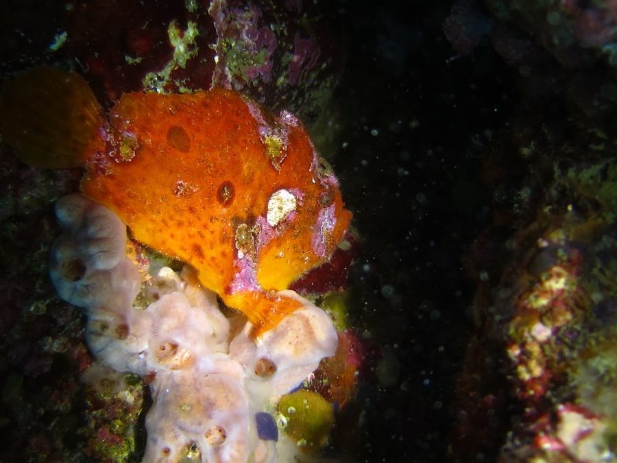 ７／１４　富戸の海ログ　OW講習