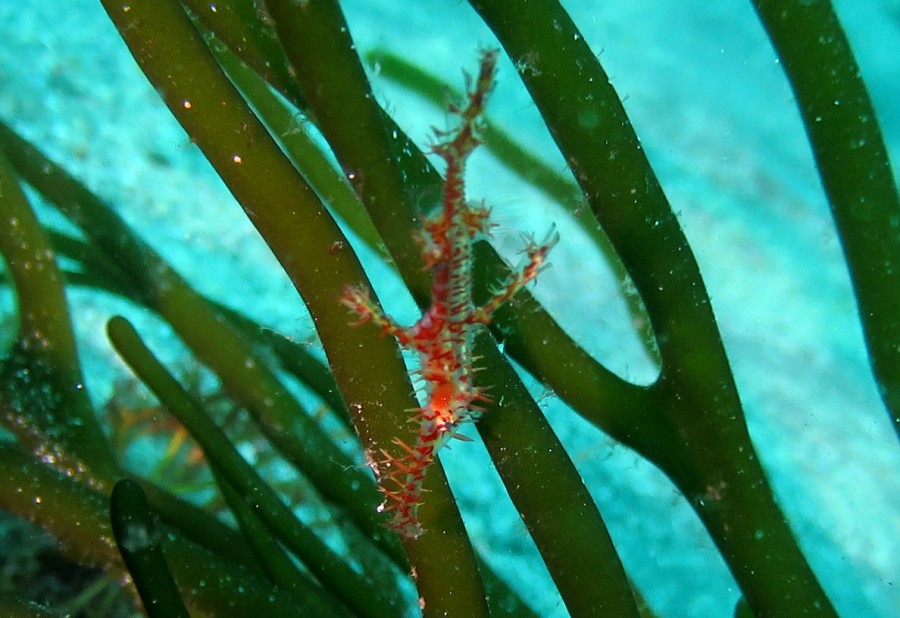 7/28　富戸海ログ　卵に目玉が！！！【クマノミ】