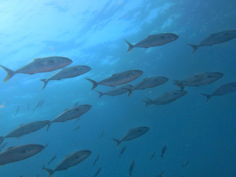 ７/１６ 富戸の海ログ　連休２日目～♪♪