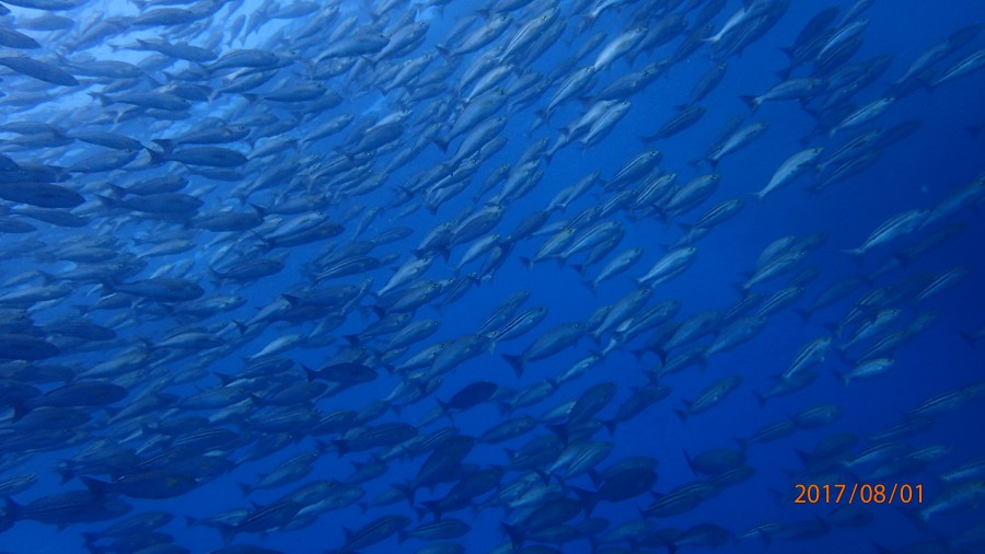 7/31 富戸海ログ スケルトンなアオリイカの子供♪♪