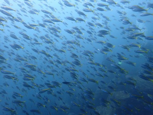 富戸の海ログ　盛り上がってますよ～～(^^)