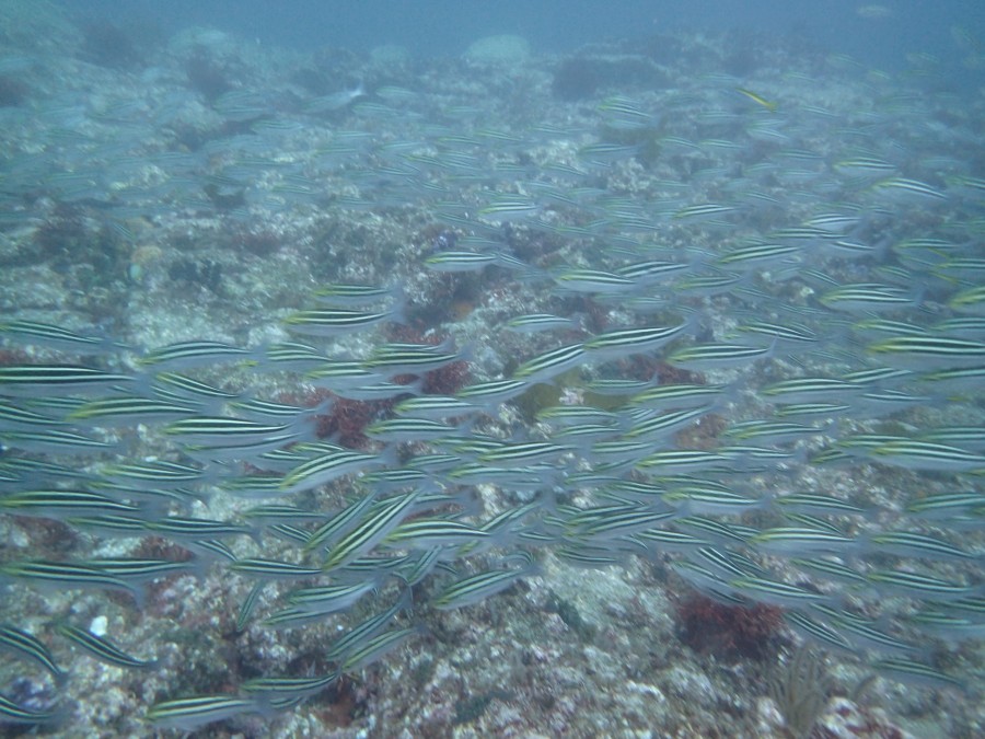 8/1 富戸の海ログ 見所沢山~~(^^)
