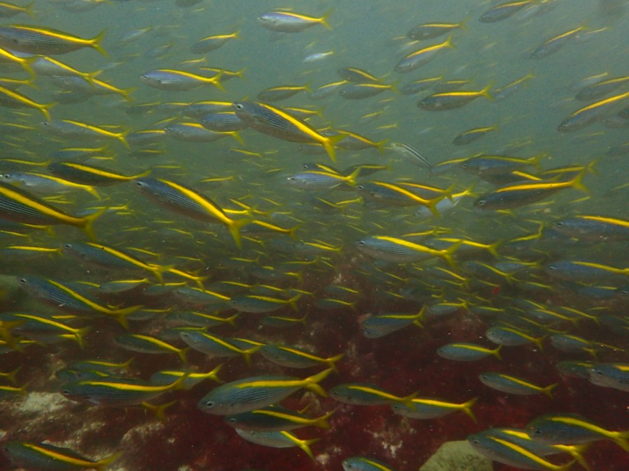 8/25 富戸海ログ ビーチもボートも群れ三昧!
