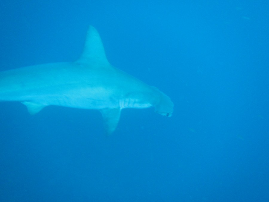 ９/９　富戸の海ログ　富戸でもハンマーヽ(´▽｀)/