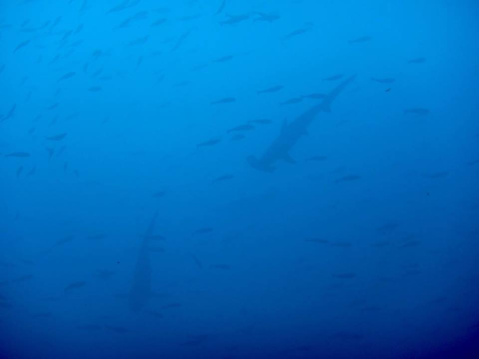 9/11 富戸海ログ　青い海継続中！　幼魚も溢れてます♪