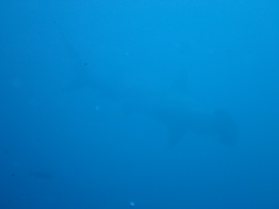 ９月１９日・本日の神子元島もハンマー群れ絶好調♪