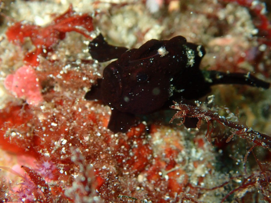 9/11 富戸海ログ　青い海継続中！　幼魚も溢れてます♪