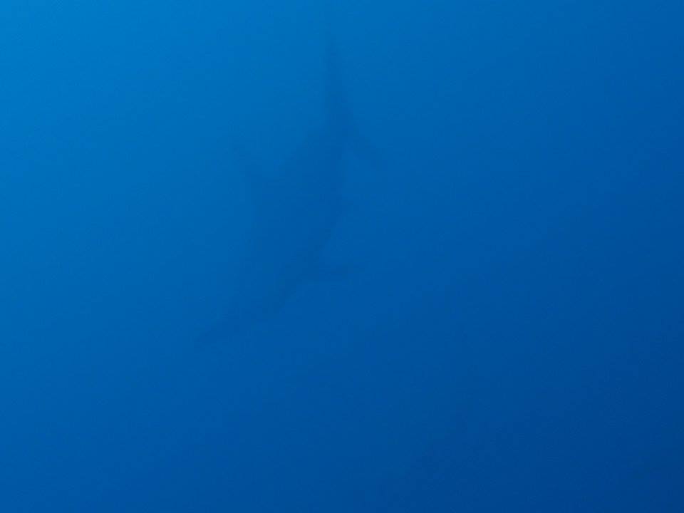 9/4　富戸海ログ　カンパチ祭り＆そして青い魚が覆い尽くす海♪