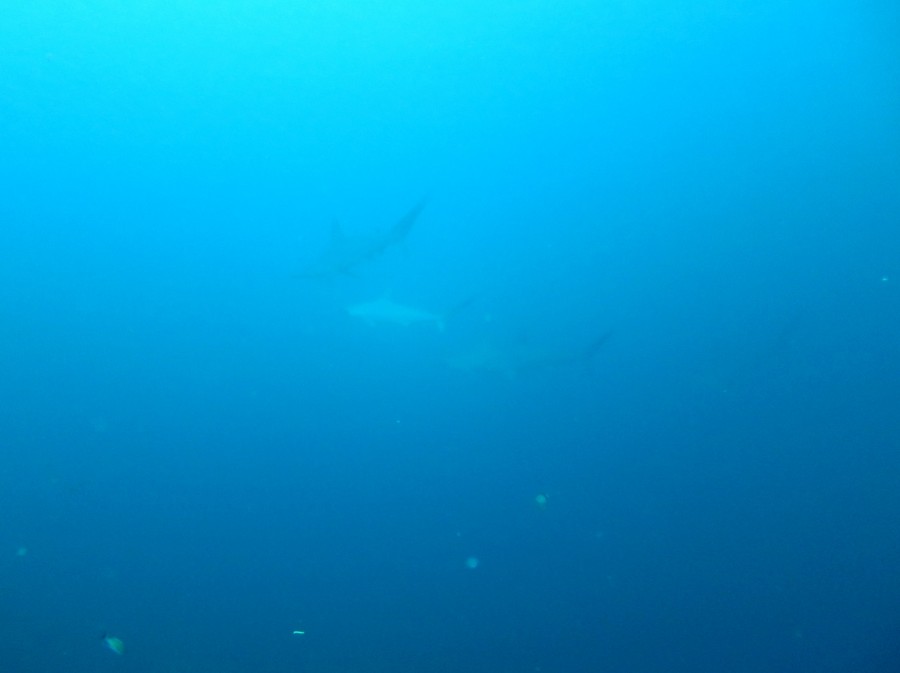 ９/１０　富戸の海ログ　最高！！！