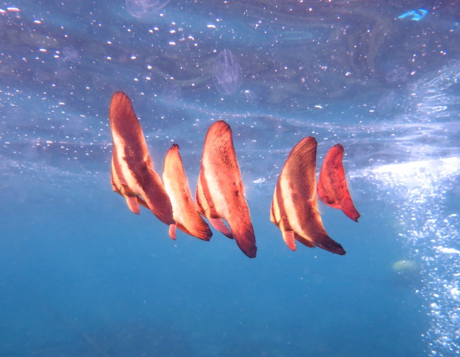 ９/２５ 神子元島で潜ってきました！