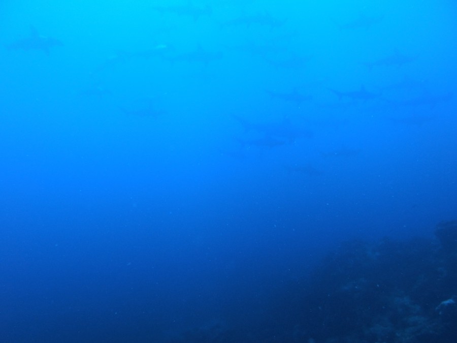 9/11 富戸海ログ　青い海継続中！　幼魚も溢れてます♪