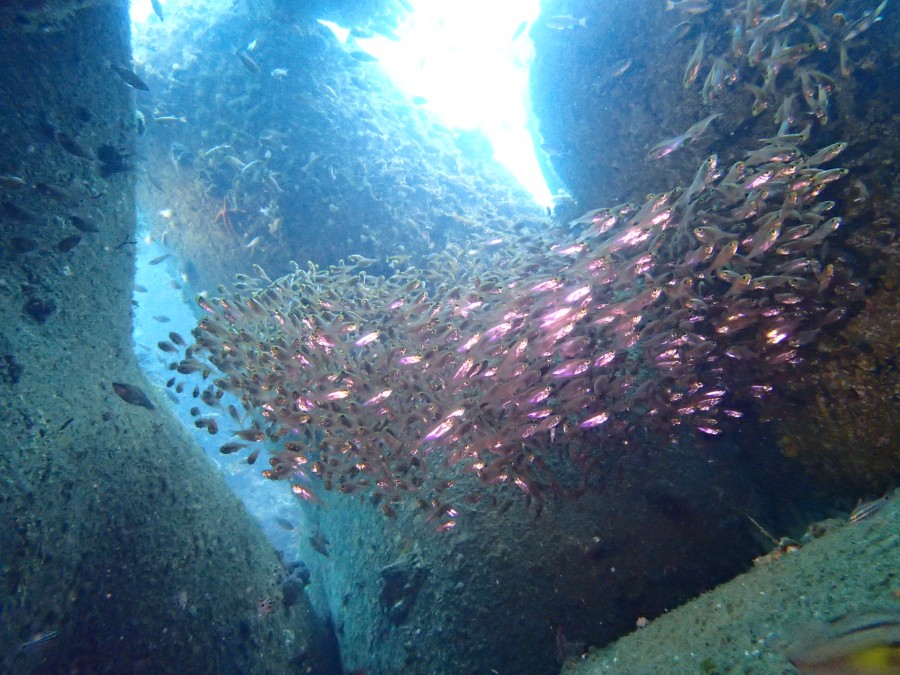 10/1 　富戸＆神子元ログ　一期一会