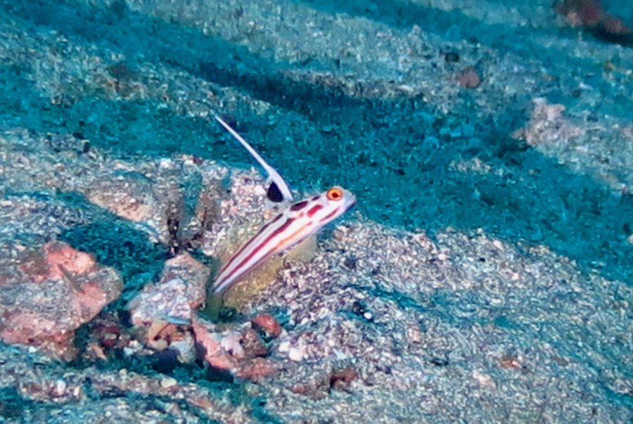 10/4 富戸海ログ　子供達は元気です♪