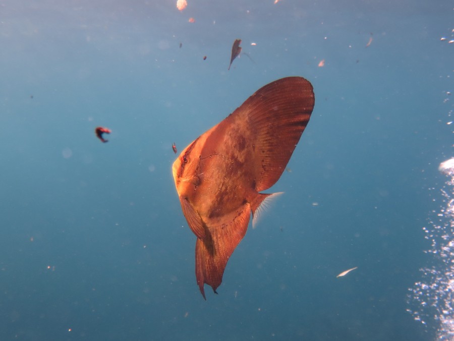 11/13 富戸の海ログ 新しい子も登場~(#^.^#)