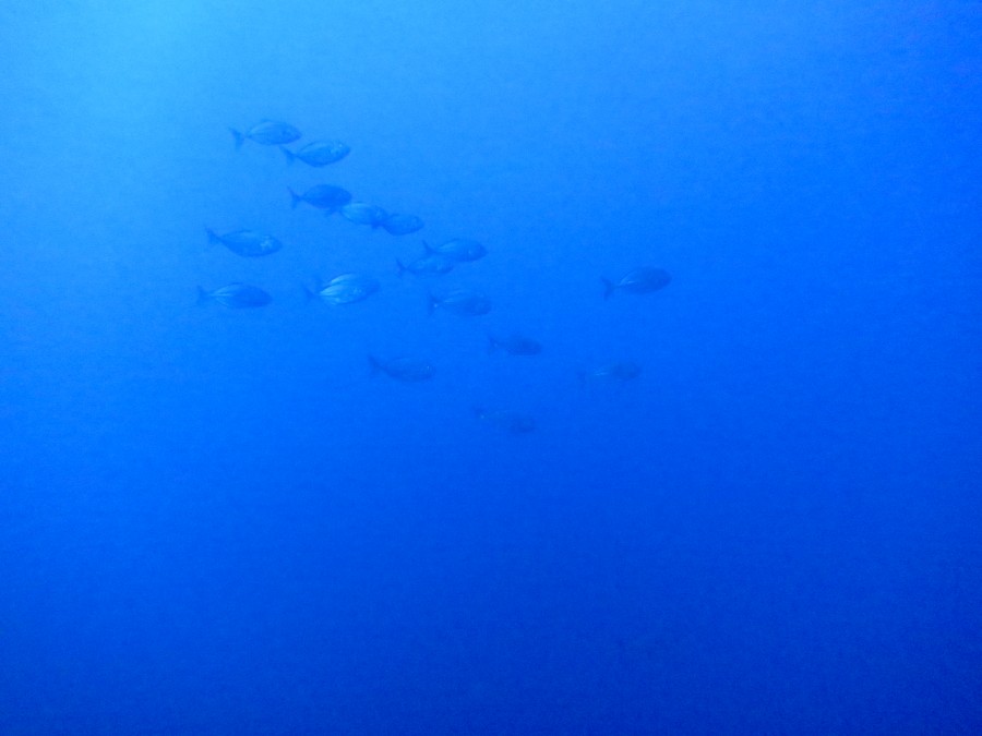 11/12 富戸の海ログ 秋な海♪