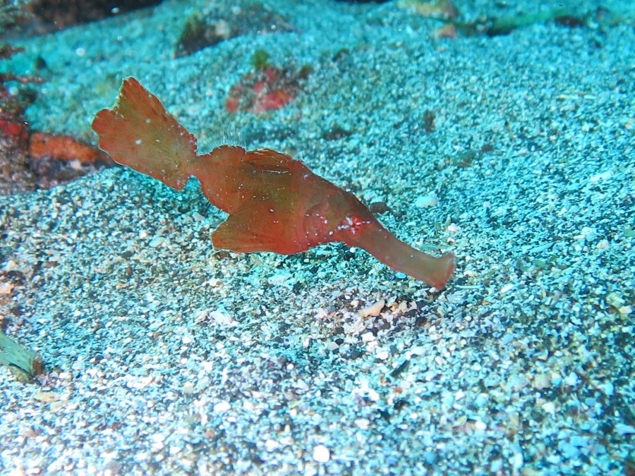 １１/１１　富戸の海ログ　賑わうヨコバマ♪