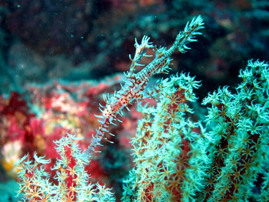 １１/１５ 富戸の海ログ　人気者続々♪