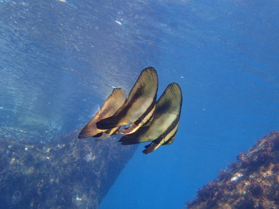 １１/１５ 富戸の海ログ　人気者続々♪