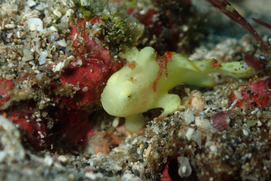 12/23　年に１度のクリスマス遊び♪【富戸セミナイト】♪