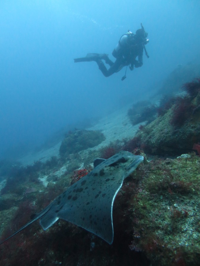 12/15 ミニカエルアンコウ健在です♪♪