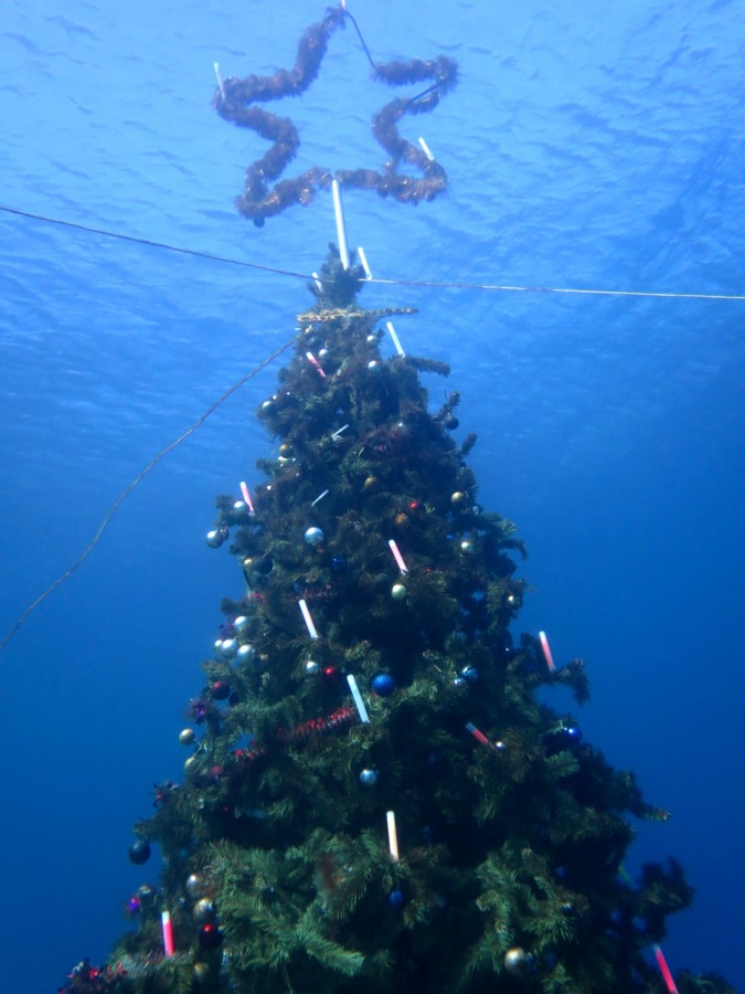 12/26 ネコザメ かおデカ!!