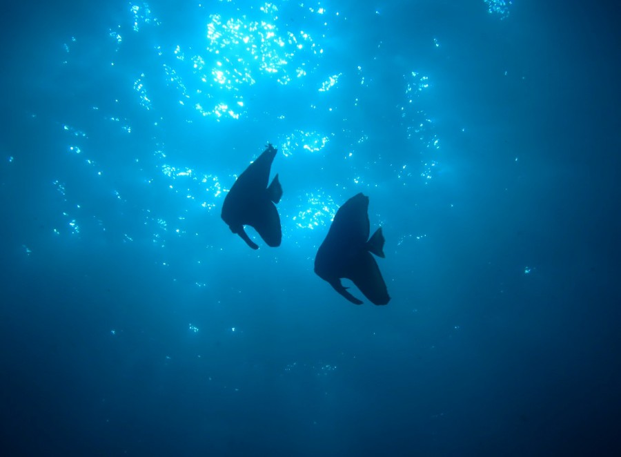 12/10 ピラミッド魚影すご~い!!