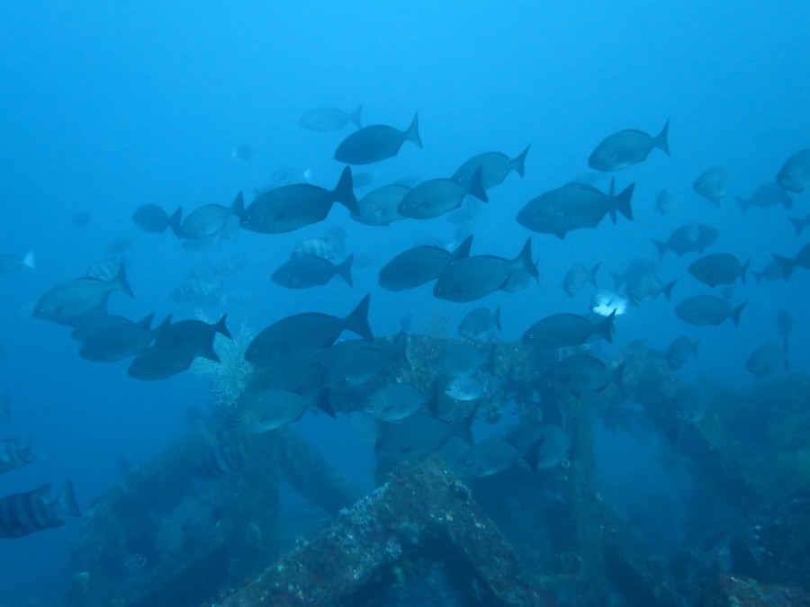 12/11 ドチザメ＆トビエイはレイポイントヘ♪