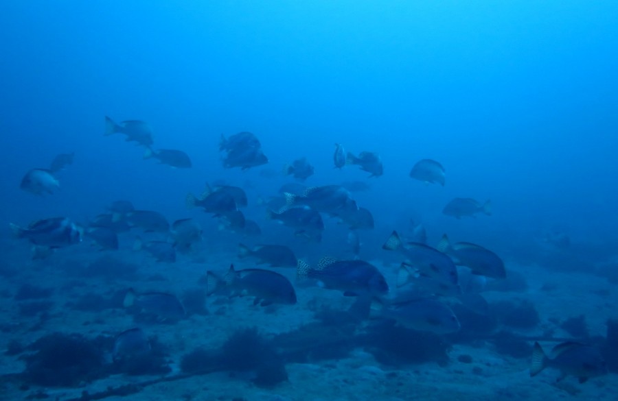 12/27 晴天♪ベタ凪♪透明度２０ｍOver～～～ヽ(´▽｀)/