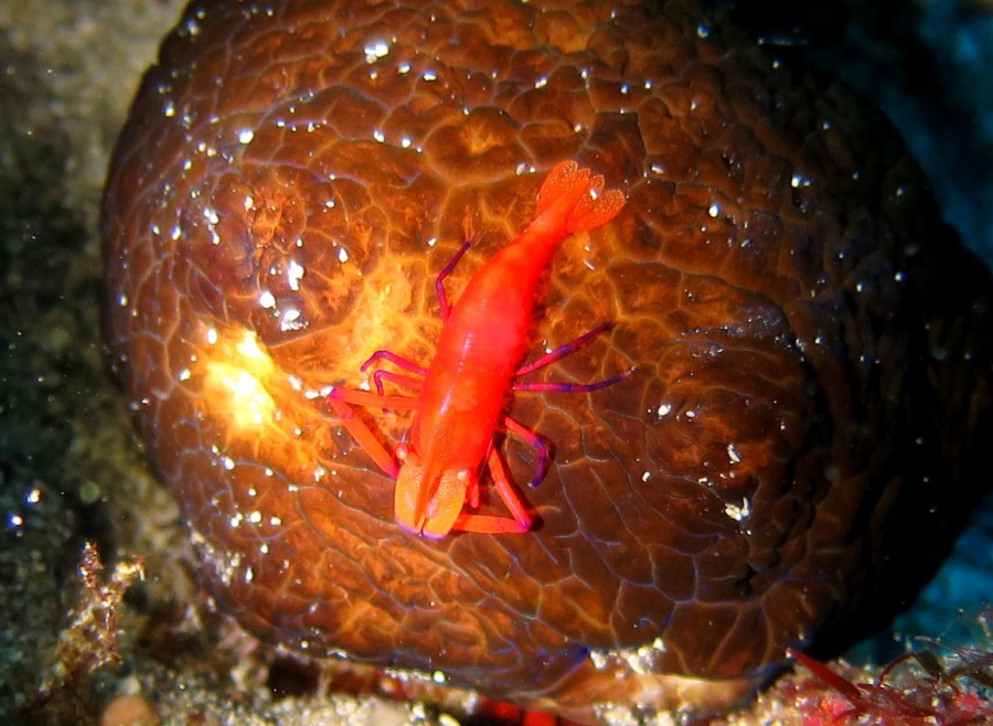 1/2 群れに囲まれる【水中ピラミッド】