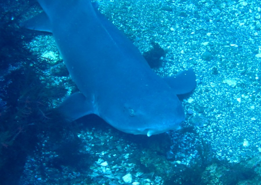 １／３　２色のウミウシカクレエビ～(≧▽≦)