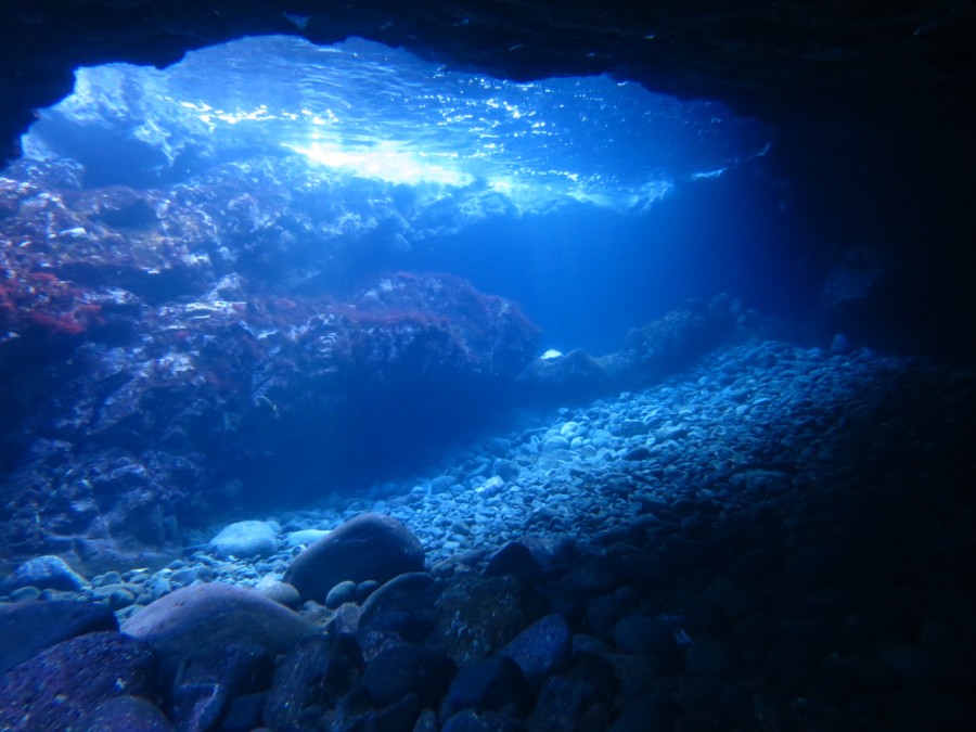 1/9 フタイロハナゴイゆっくり見れました！