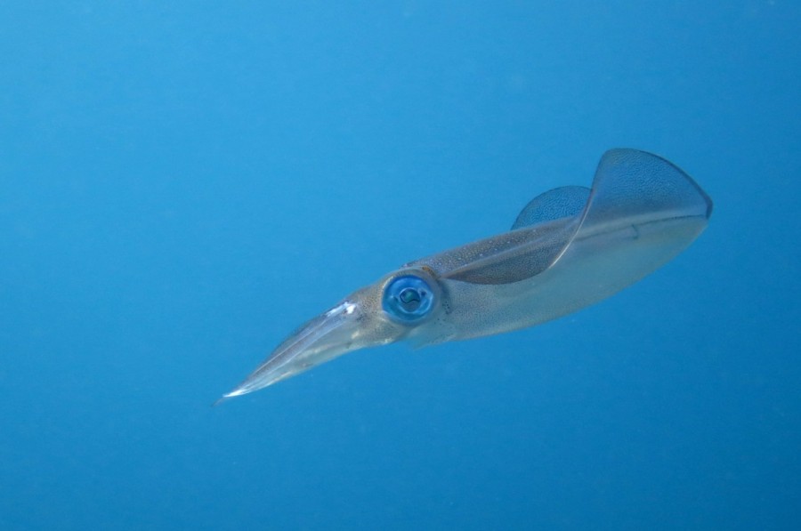 1/19  アイドル健在！ミニイロカエルアンコウ