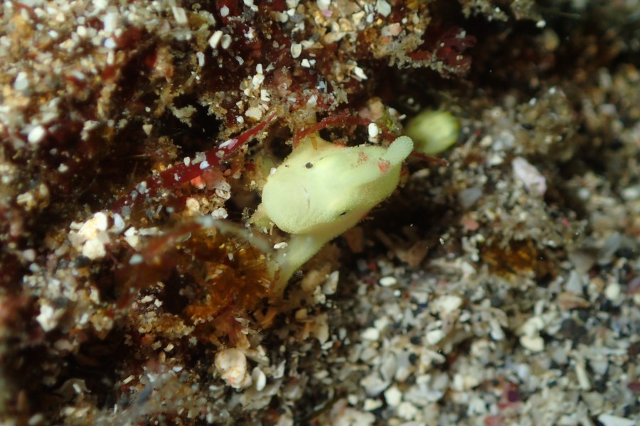 1/6　イチ押しダイブ♪