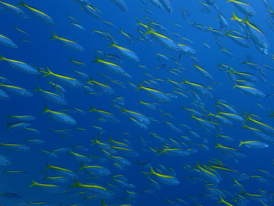 2/10 サメにエイ！