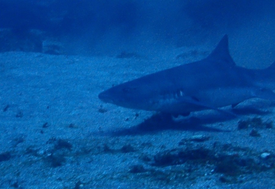 2/24 ダンゴ♪ダンゴ♪ダンゴ祭り~♪