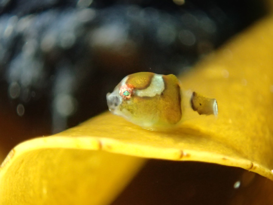 2/25　井田ダイブ～♪