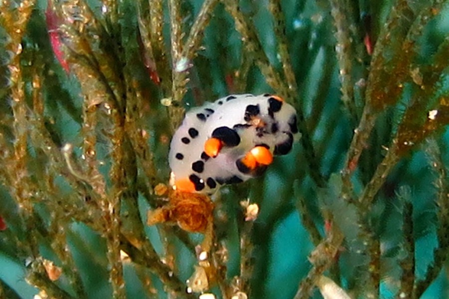 3/25 富戸でネコ！　須崎でダンゴ！